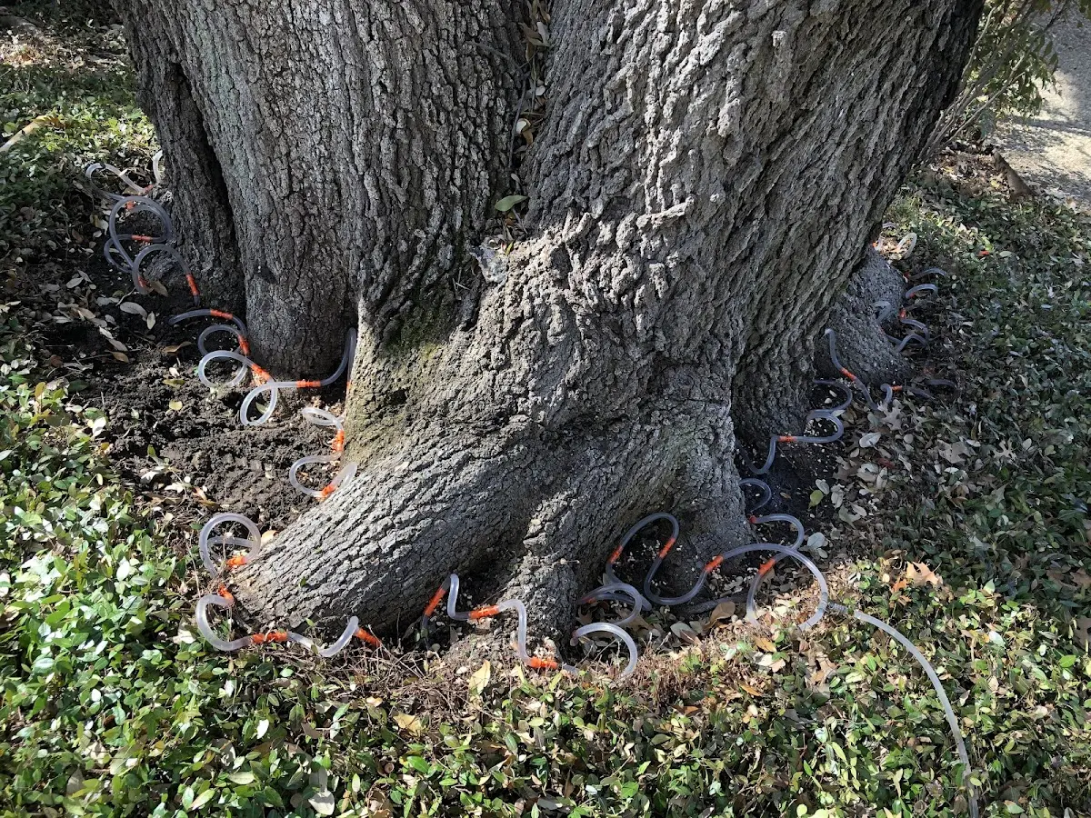 Detailed Tree Cabling and Bracing job site in Hurleyville
