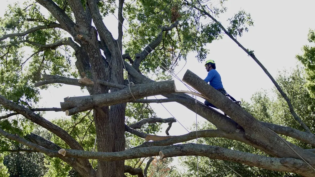 Professional Crown Thinning performed by certified arborists in Hurleyville