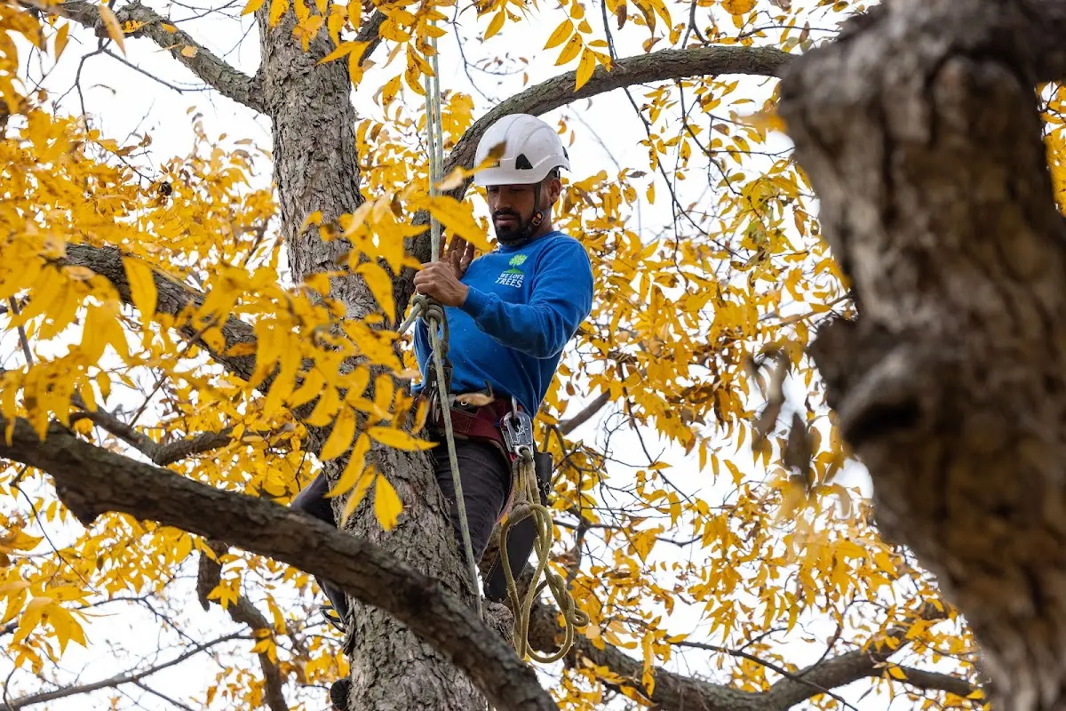 Skilled Tree Trimming crew working in Hurleyville