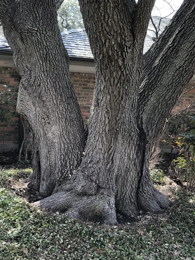 Mature heritage tree close to a Hurleyville property cared for by certified arborists